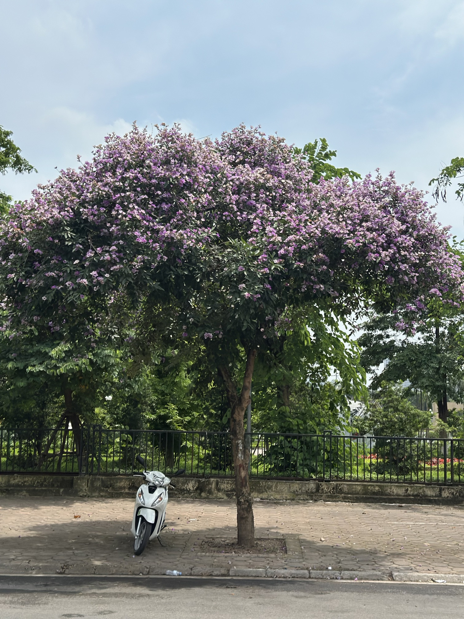 Cận cảnh hoa bằng lăng tím nợ rộ khắp phố phường Hà Nội - Ảnh 8.