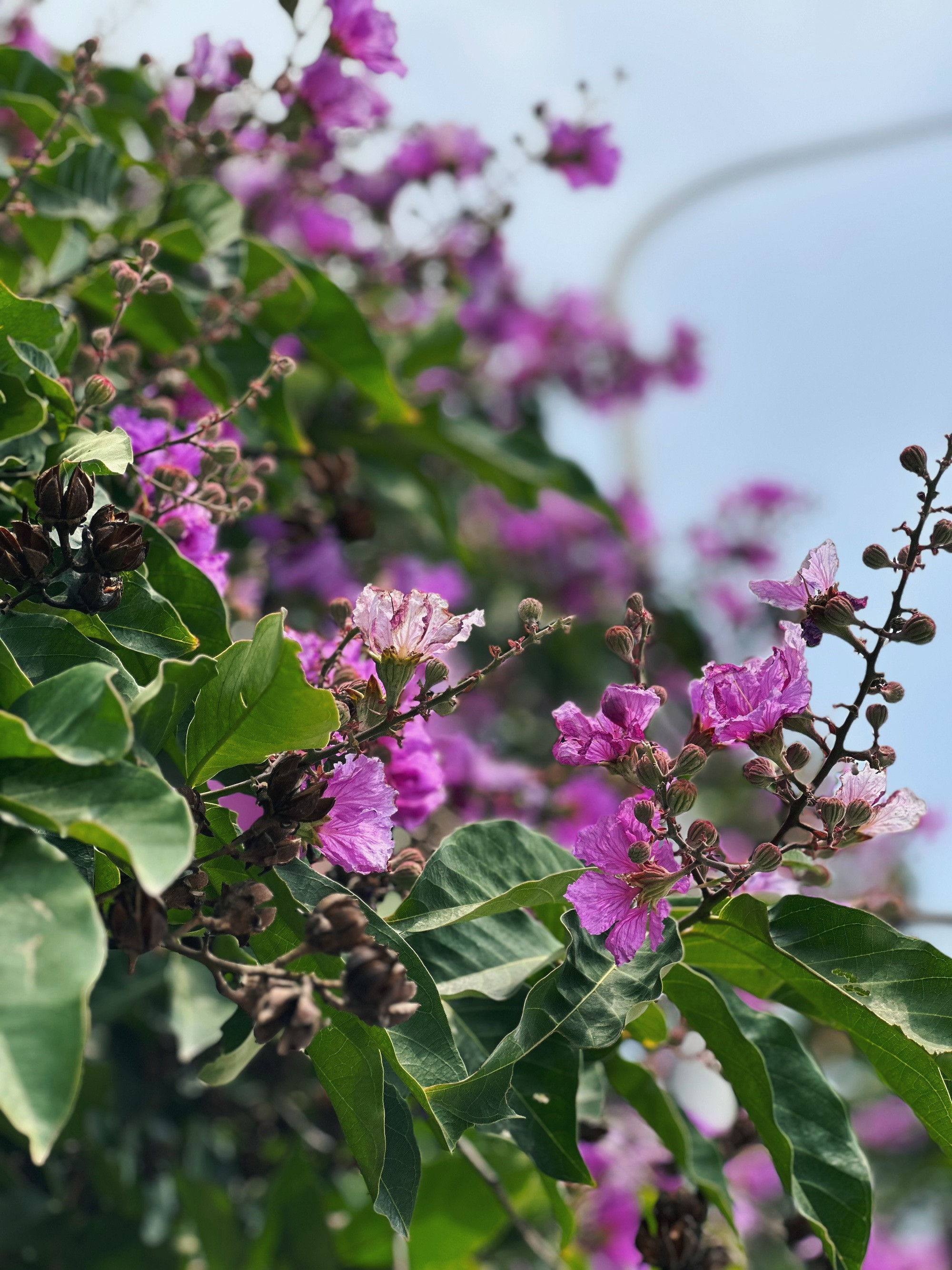 Cận cảnh hoa bằng lăng tím nợ rộ khắp phố phường Hà Nội - Ảnh 13.