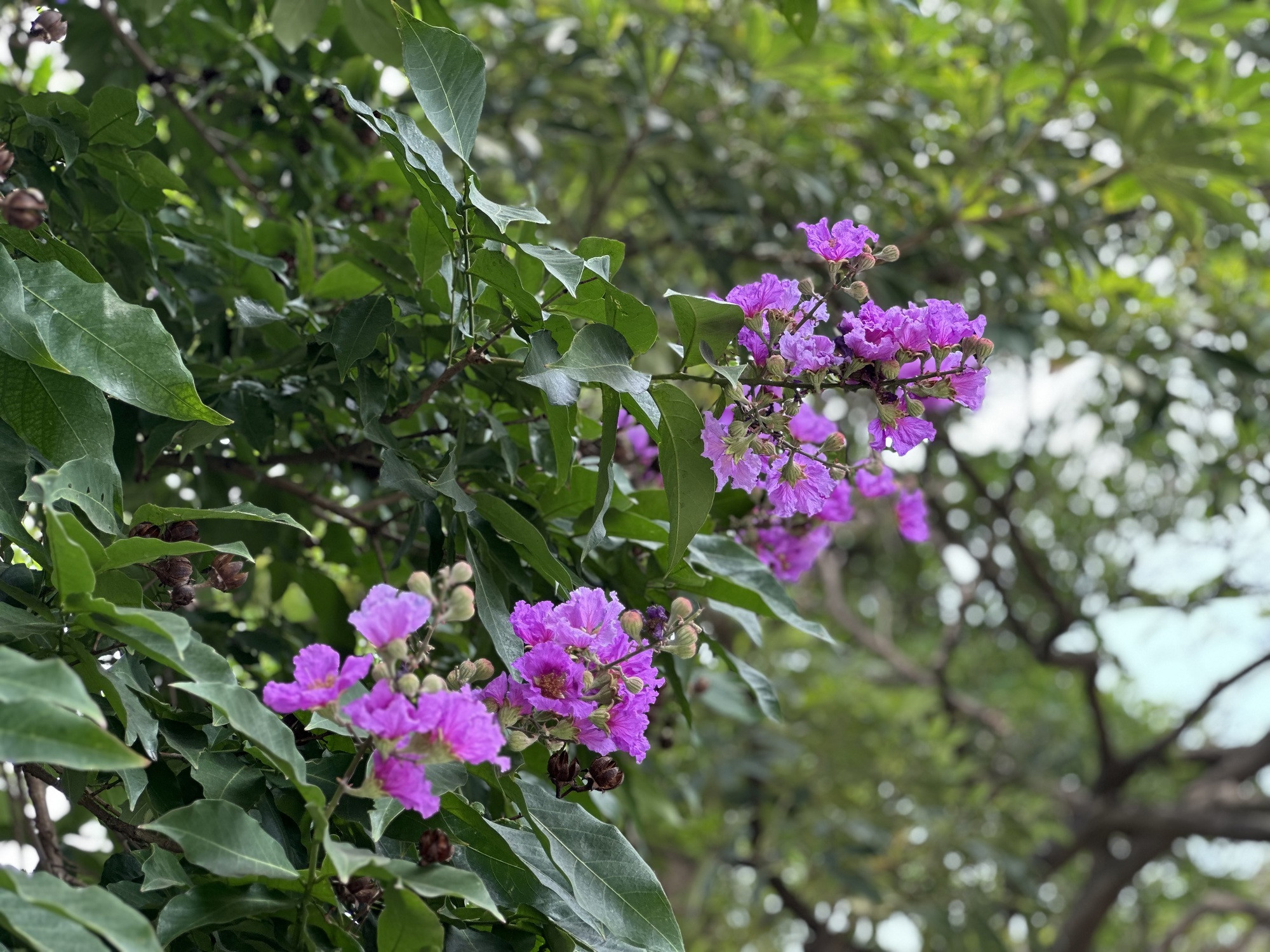 Cận cảnh hoa bằng lăng tím nợ rộ khắp phố phường Hà Nội - Ảnh 20.