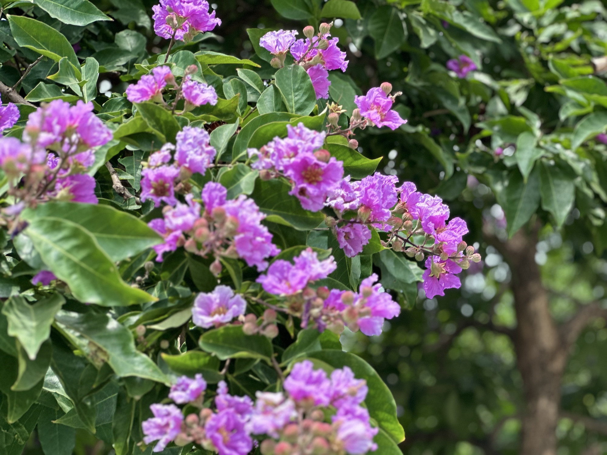 Cận cảnh hoa bằng lăng tím nợ rộ khắp phố phường Hà Nội - Ảnh 16.