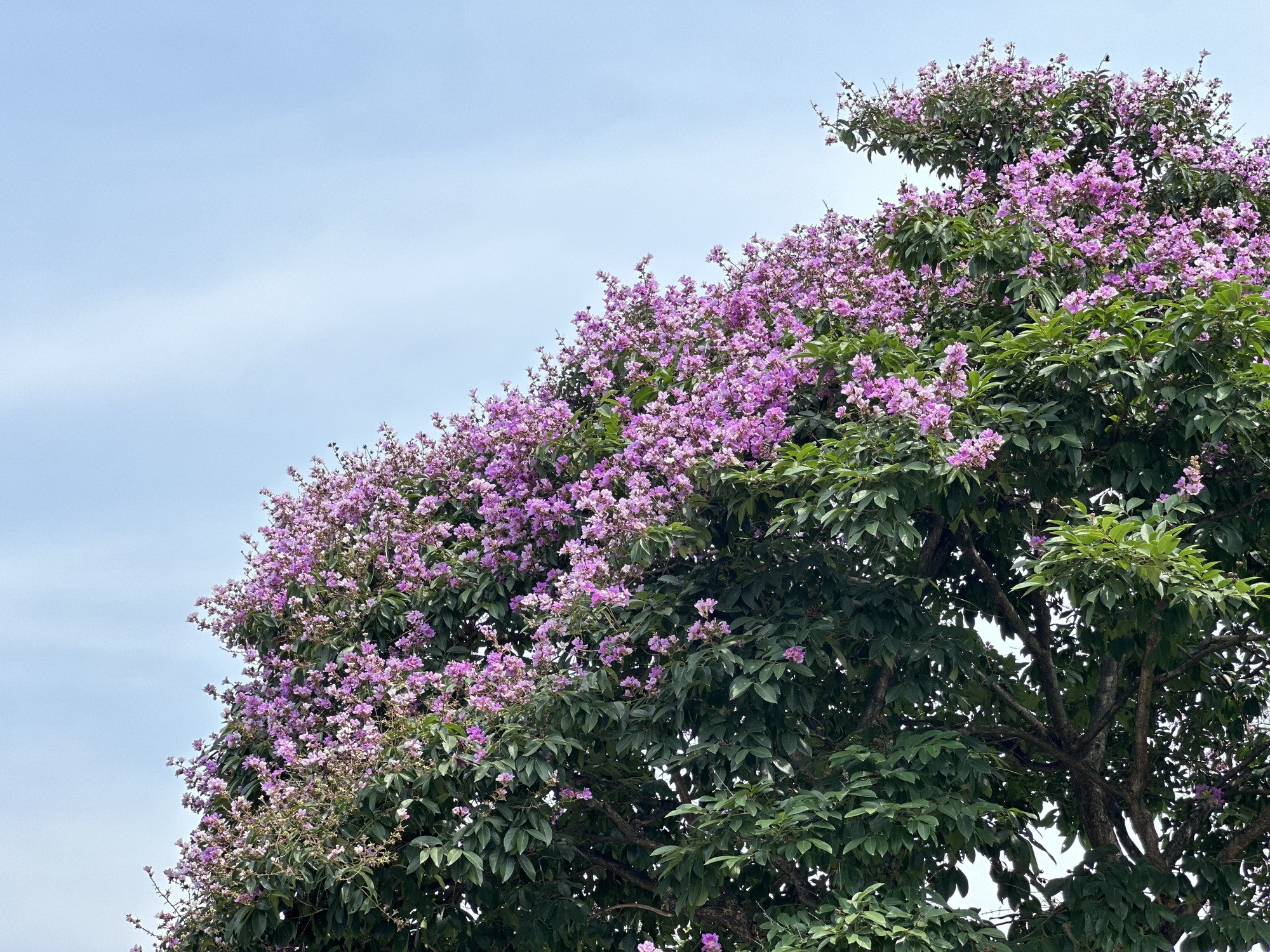 Cận cảnh hoa bằng lăng tím nợ rộ khắp phố phường Hà Nội - Ảnh 17.