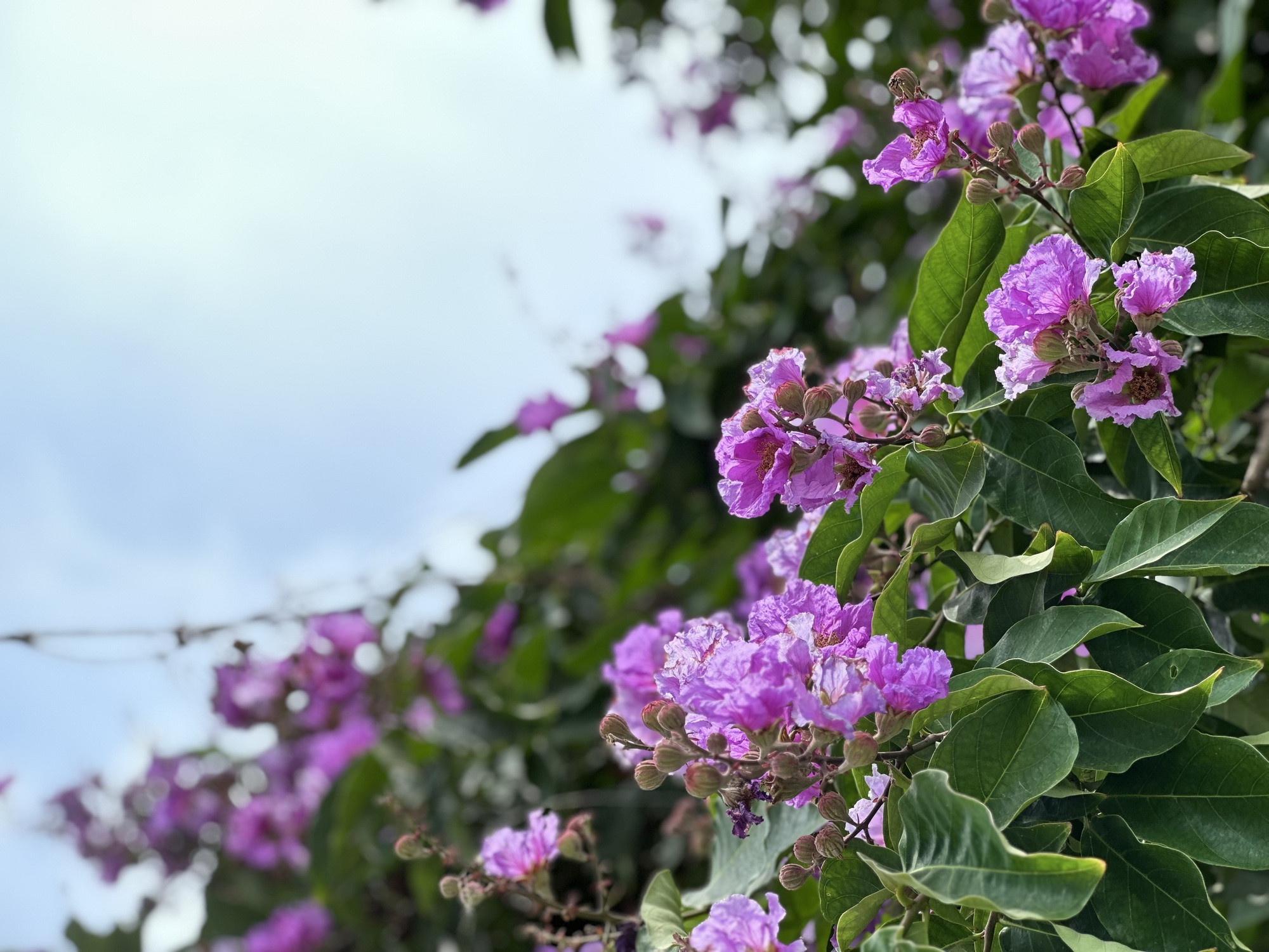 Cận cảnh hoa bằng lăng tím nợ rộ khắp phố phường Hà Nội - Ảnh 18.