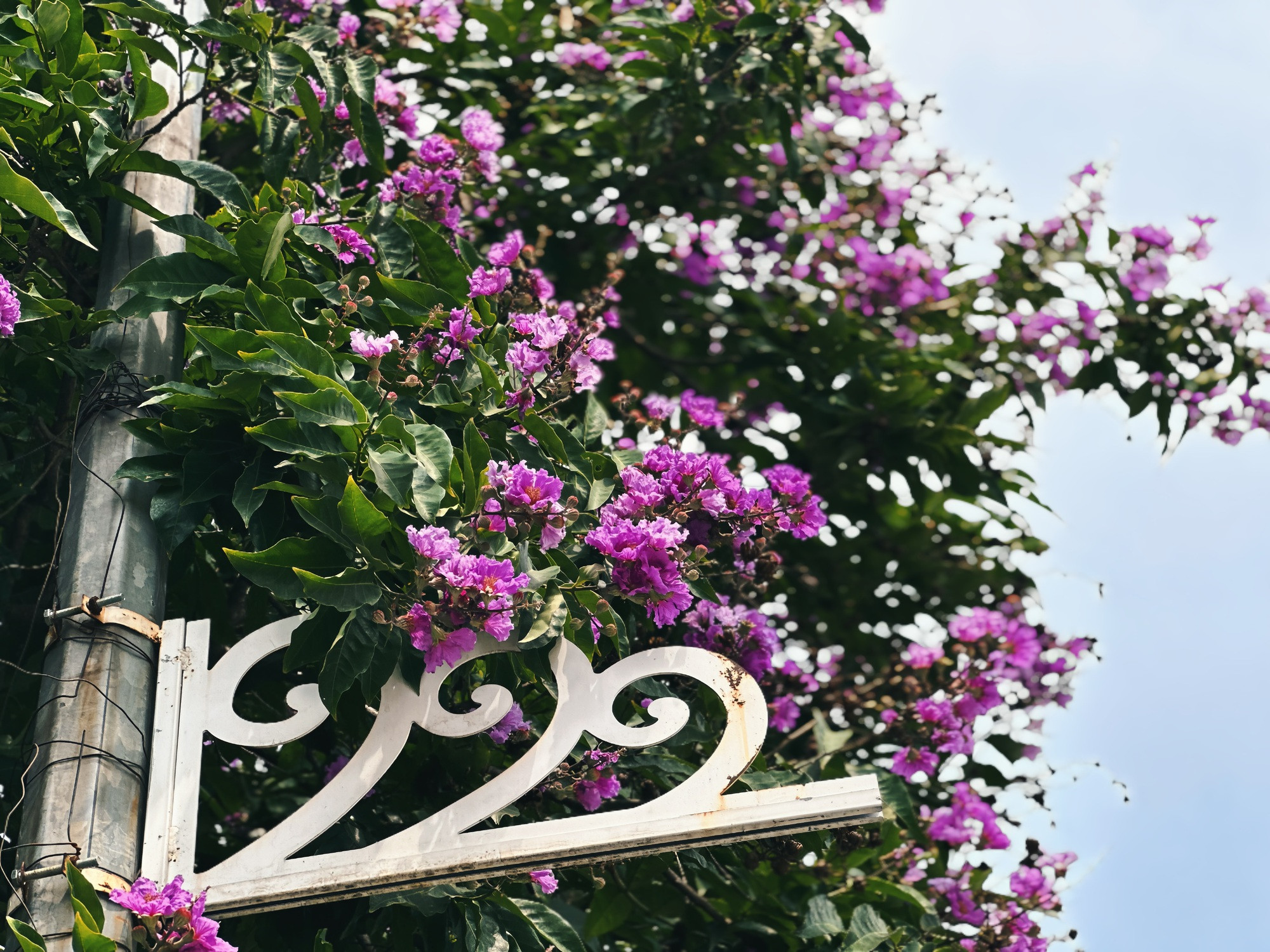 Cận cảnh hoa bằng lăng tím nợ rộ khắp phố phường Hà Nội - Ảnh 2.