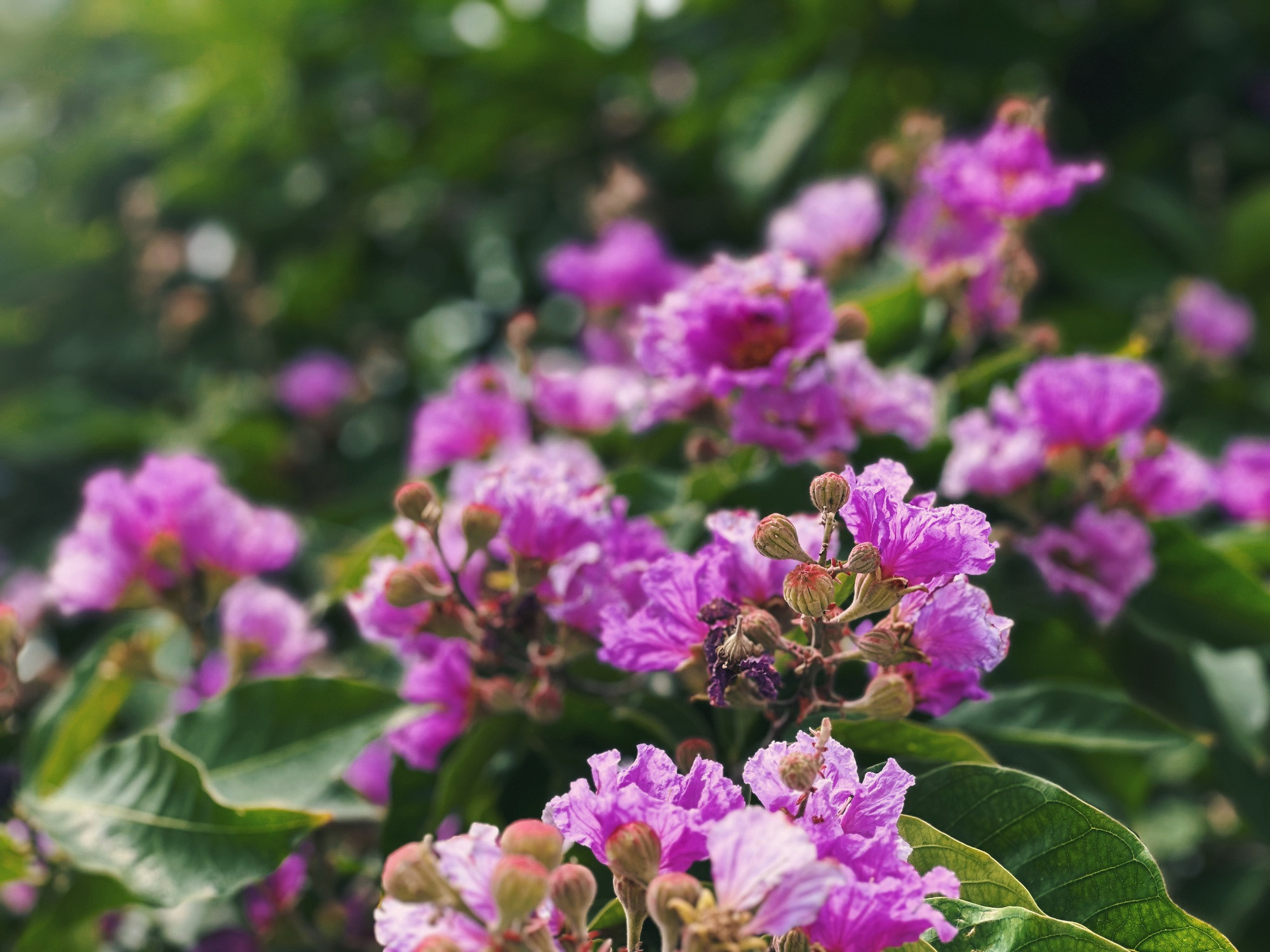 Cận cảnh hoa bằng lăng tím nợ rộ khắp phố phường Hà Nội - Ảnh 14.