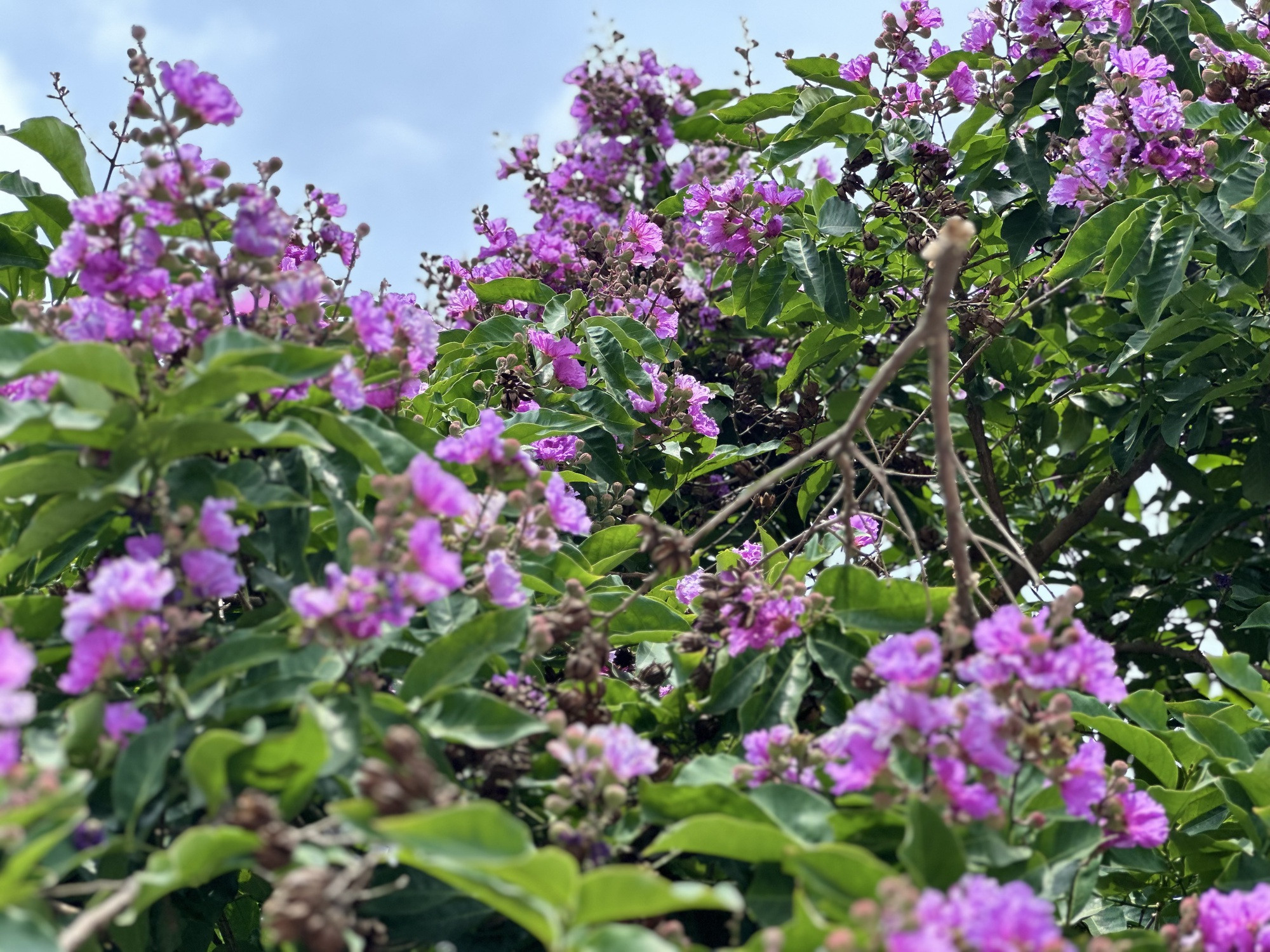 Cận cảnh hoa bằng lăng tím nợ rộ khắp phố phường Hà Nội - Ảnh 19.