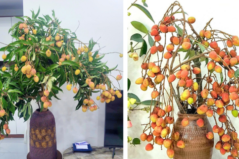 Trend cành vải cắm bình khiến những người mê cắm hoa 'phát sốt'