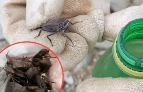 Hơn 7 triệu cho một kg côn trùng hôi hám, dân buôn vẫn đổ xô săn lùng