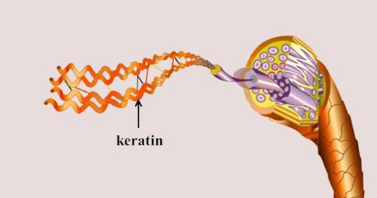 Bổ sung keratin từ thực phẩm để có mái tóc khỏe đẹp, bóng mượt