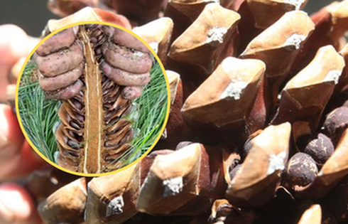 Loại hạt đắt đỏ bậc nhất thế giới, ở Việt Nam xưa rụng đầy gốc không ai nhặt