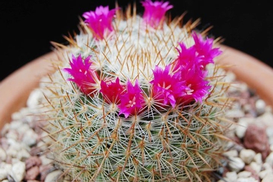 Những vật sau đây không nên để trước nhà nếu không muốn ảnh hưởng sức khỏe và tài vận