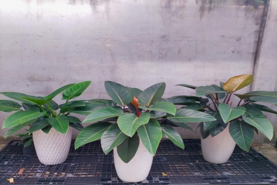 Những loại cây cảnh văn phòng mang lại tài lộc, giảm stress