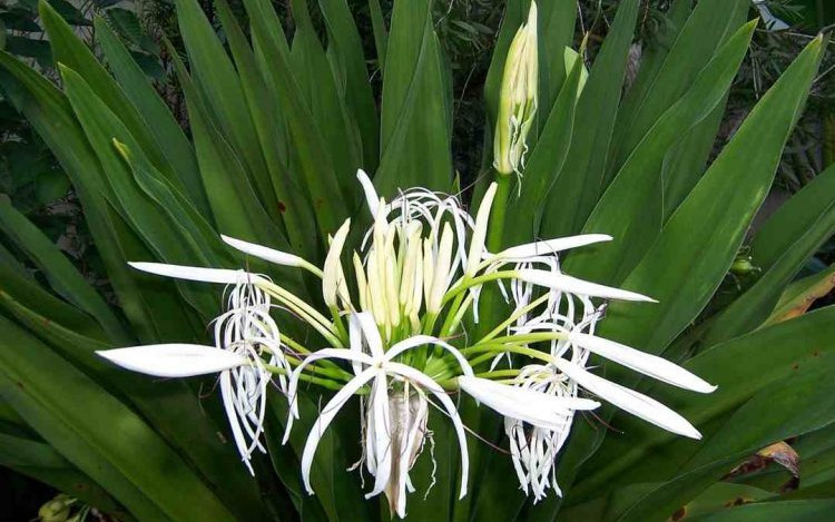 Người tuổi này trồng cây đại tướng quân để mang lại bình an, giảm thiểu những khó khăn