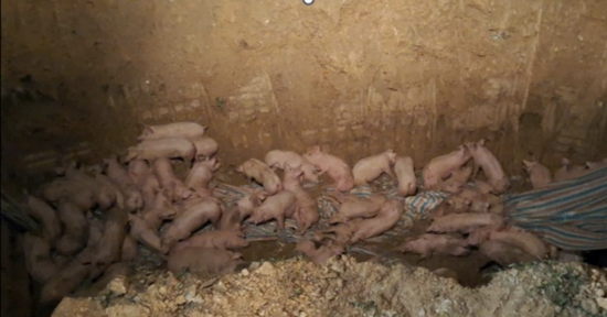 Phát hiện xe tải chở hàng trăm con lợn nhiễm Dịch tả lợn châu Phi đi qua Phú Thọ