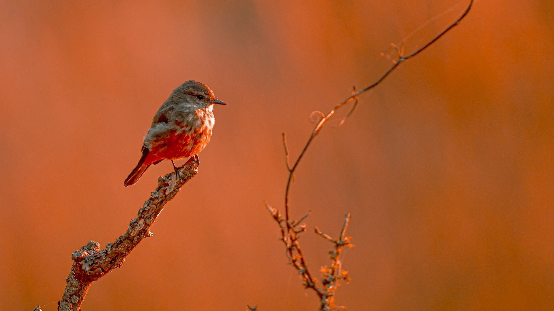 4 tháng sinh Âm lịch mang mệnh vô ưu: Người an nhàn, nhà sung túc, hậu vận rực rỡ- Ảnh 2.