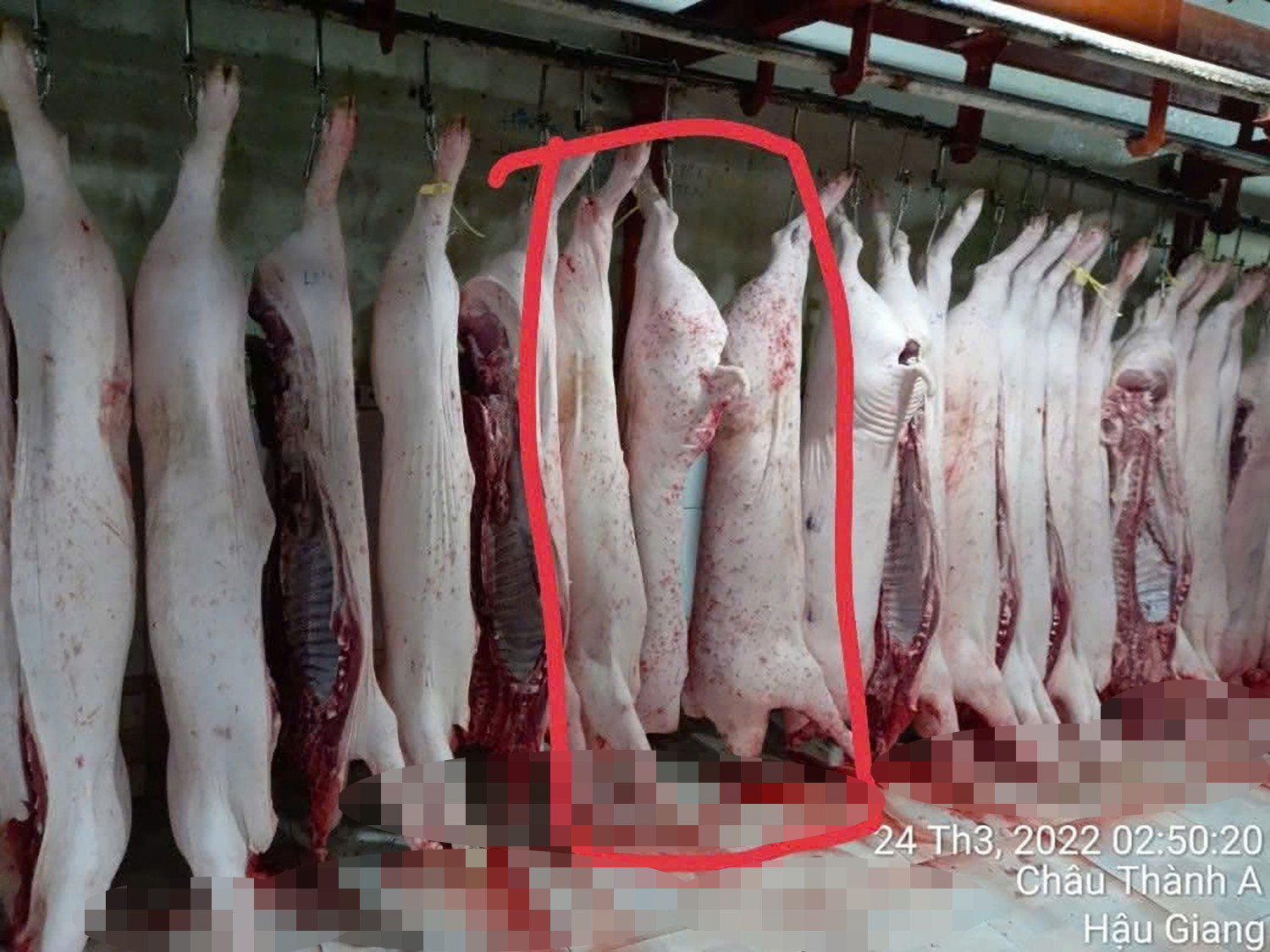 cp hau giang 01 65981.jpg