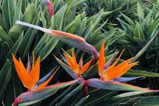 Trồng những cây này trong nhà nếu nở hoa gia đình hòa thuận, sự nghiệp lên như diều gặp gió