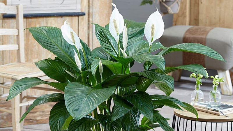 Trồng những cây này trong nhà nếu nở hoa gia đình hòa thuận, sự nghiệp lên như diều gặp gió- Ảnh 4.