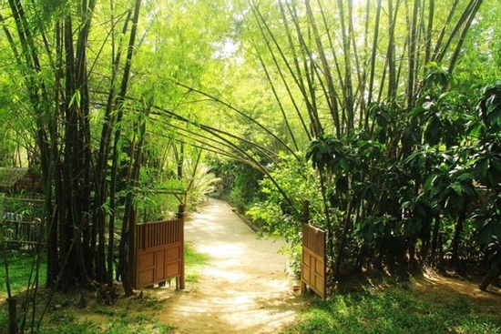 Loại cây càng trồng càng có lộc, nếu chặt đi thì tiền tài tiêu tán, vận khí hao tổn
