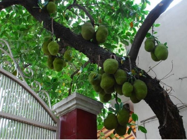 Loại cây càng trồng càng có lộc, nếu chặt đi thì tiền tài tiêu tán, vận khí hao tổn- Ảnh 3.