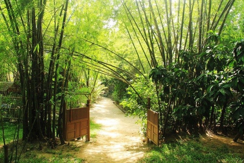 Loại cây càng trồng càng có lộc, nếu chặt đi thì tiền tài tiêu tán, vận khí hao tổn- Ảnh 2.