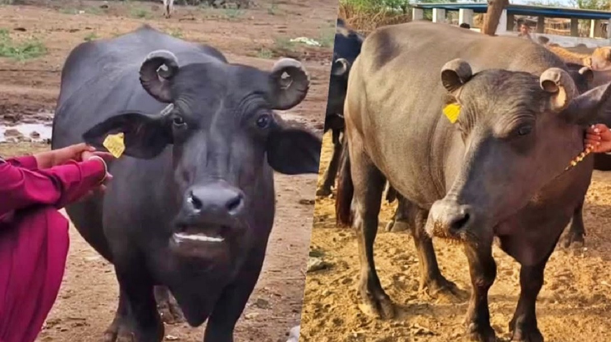 Con trâu được bán với giá 430 triệu đồng, đại gia vẫn xuống tiền mua- Ảnh 1.