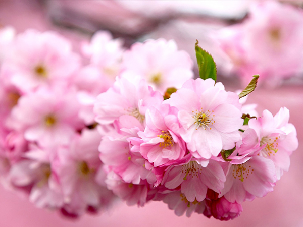 Điểm danh 3 con giáp qua cơn bĩ cực trong liên tiếp 4 ngày (1, 2, 3 và 4/8), ra đường tiền rơi trúng đầu, làm nên nghiệp lớn, phất lên như vũ bão - Ảnh 1