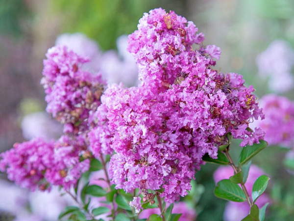 Điểm danh 3 con giáp qua cơn bĩ cực trong liên tiếp 4 ngày (1, 2, 3 và 4/8), ra đường tiền rơi trúng đầu, làm nên nghiệp lớn, phất lên như vũ bão - Ảnh 3