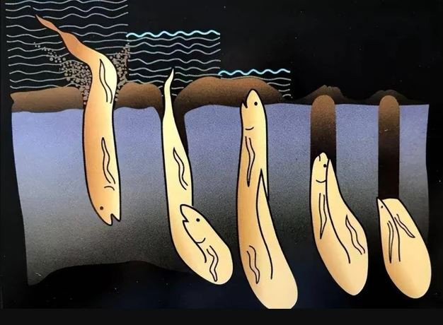 Loài cá duy nhất trên thế giới có thể sống 5 năm không cần nước- Ảnh 3.