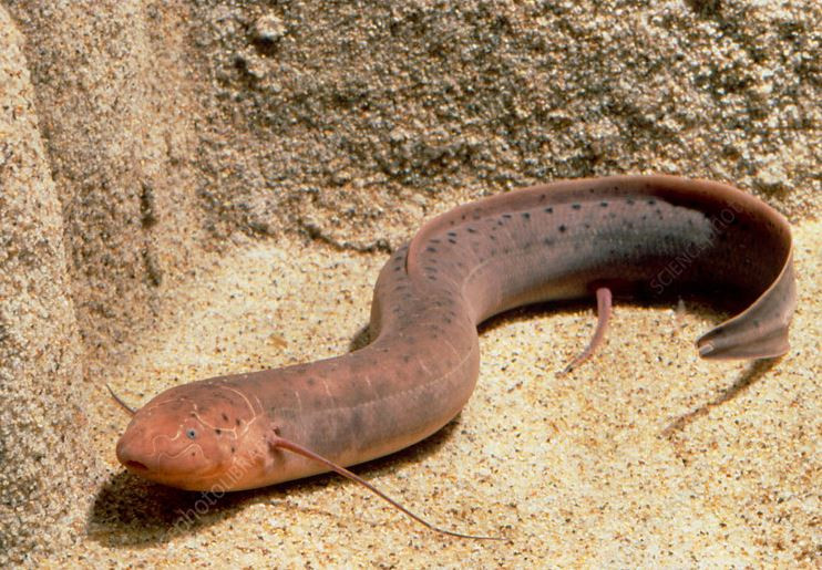 Loài cá duy nhất trên thế giới có thể sống 5 năm không cần nước- Ảnh 1.