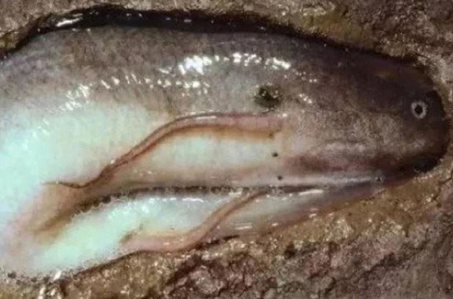 Loài cá duy nhất trên thế giới có thể sống 5 năm không cần nước- Ảnh 5.