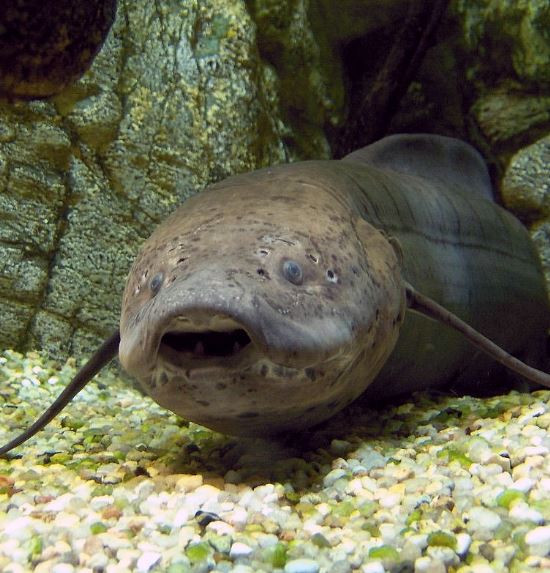 Loài cá duy nhất trên thế giới có thể sống 5 năm không cần nước- Ảnh 2.