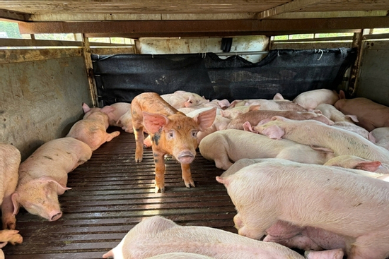 Phát hiện 97 con heo sùi bọt mép, mắc dịch tả heo châu Phi đang trên đường đưa đi tiêu thụ