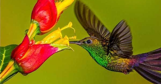 Tháng sinh Âm lịch của người tham vọng, không ngừng vươn lên trong sự nghiệp