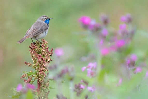 Tháng sinh Âm lịch của người tham vọng, không ngừng vươn lên trong sự nghiệp- Ảnh 1.