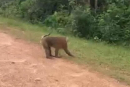 Bị khỉ đột ngột cắn, bé gái 10 tuổi phải nhập viện với loạt vết thương trên người