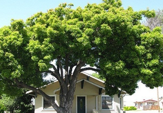 Trước cửa nhà có cây to, ảnh hưởng ra sao đến tinh thần và sức khỏe của gia chủ - Ảnh 2.