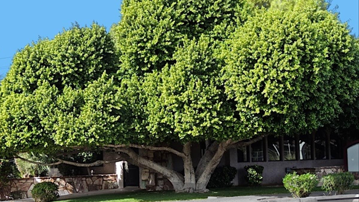 Trước cửa nhà có cây to, ảnh hưởng ra sao đến tinh thần và sức khỏe của gia chủ - Ảnh 4.