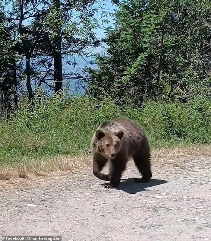 Chụp ảnh selfie với gấu con, du khách bị gấu mẹ tấn công đến chết - 2