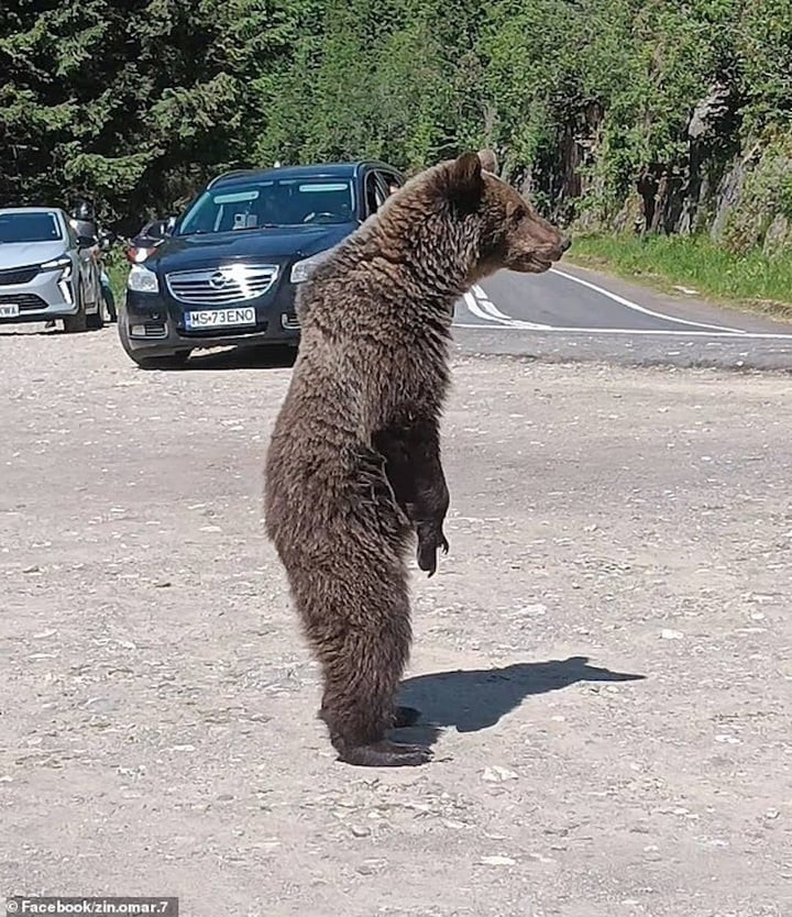 Chụp ảnh selfie với gấu con, du khách bị gấu mẹ tấn công đến chết - 3