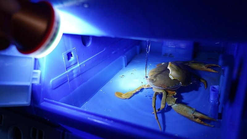 Bị chân cua đâm vào tay trong lúc chế biến, cụ ông qua đời- Ảnh 1.