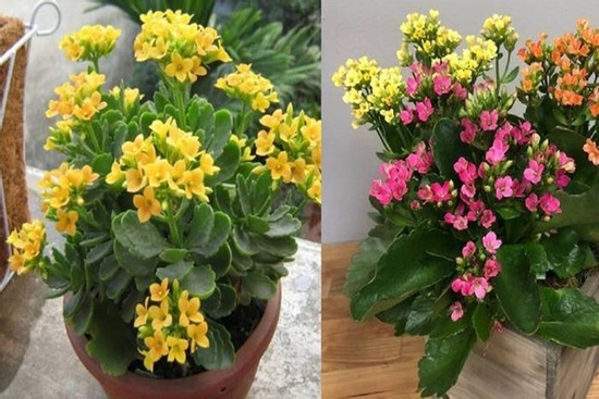 Muốn cuộc sống được may mắn và tài lộc, hãy đặt cây này trong nhà