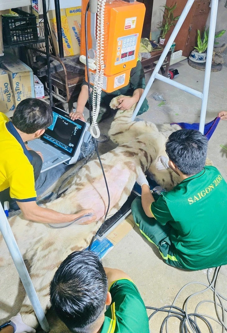 Các bác sĩ thú y tiến hành khám bệnh cho chú hổ. Ảnh: Tuổi trẻ Online