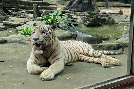 Hổ trắng Bengal tên Ngộ Không ở Thảo Cầm Viên chết vì bệnh nặng