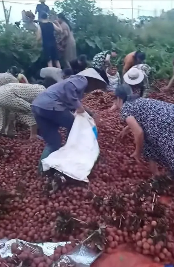 Vụ ô tô chở vải bị lật: Chủ xe nhận được khoảng hơn 40 triệu đồng giúp đỡ từ cộng đồng - Ảnh 3.