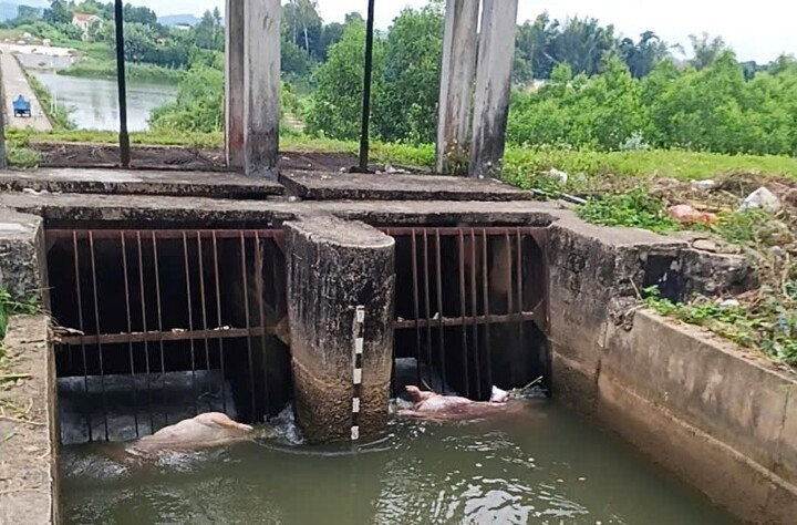 Xác lợn nổi lềnh bềnh trên kênh B3. (Ảnh: Q.S)