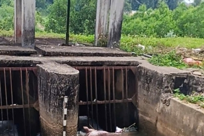 Xác lợn nổi trên kênh ở Quảng Ngãi giữa thời điểm dịch tả lợn châu Phi bùng phát