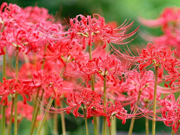 TÀI LỘC của 3 con giáp rực sáng trong 10 ngày tới (20/8/2025), Phúc Lộc song toàn, vận may tăng vọt, công danh thăng tiến, TIỀN TÀI đầy túi  - Ảnh 3