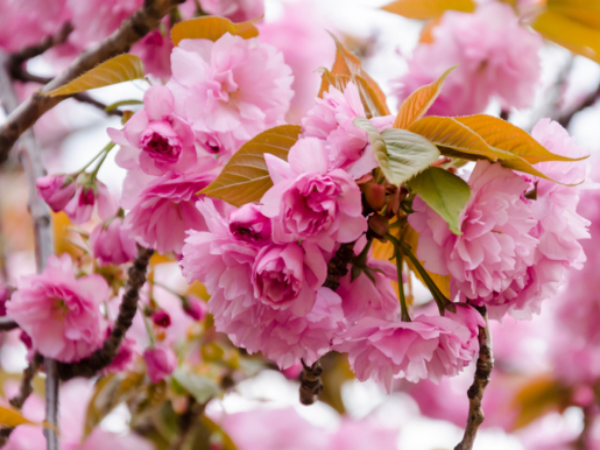 TÀI LỘC của 3 con giáp rực sáng trong 10 ngày tới (20/8/2025), Phúc Lộc song toàn, vận may tăng vọt, công danh thăng tiến, TIỀN TÀI đầy túi - Ảnh 2