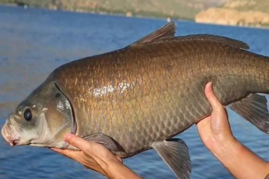 Loài cá sống lâu bậc nhất thế giới, thọ tới hơn 100 tuổi, càng già càng khỏe