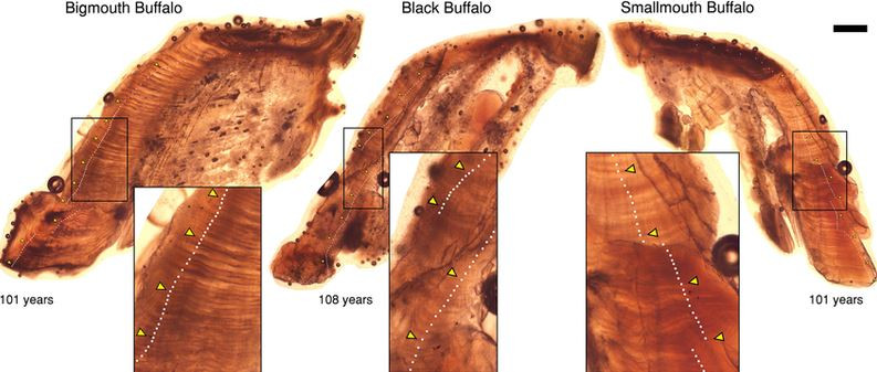 Loài cá sống lâu bậc nhất thế giới, thọ tới hơn 100 tuổi, càng già càng khỏe - Ảnh 2.